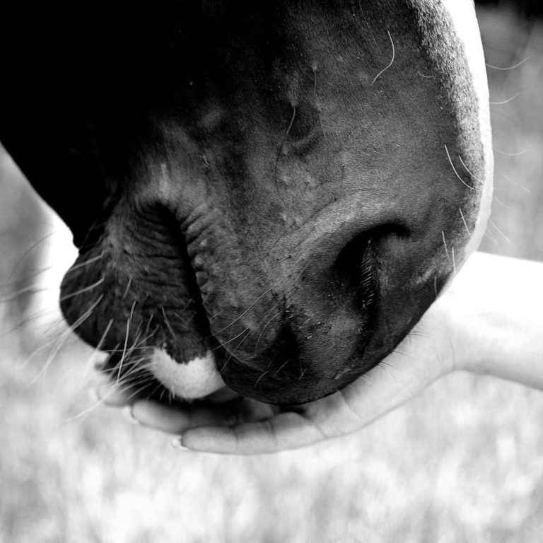 Pferdenüster welche sanft eine Hand berührt
